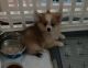 Pomeranian Puppies for sale in Oklahoma City, OK, USA. price: $1,400