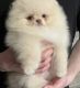 Pomeranian Puppies for sale in Elm Grove, WI 53122, USA. price: NA