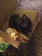 Pomeranian Puppies for sale in Cathedral City, CA, USA. price: NA