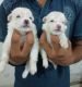 Pomeranian Puppies for sale in Sherpur, Narayanpur Anant, Muzaffarpur, Bihar, India. price: 6000 INR