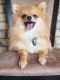 Pomeranian Puppies for sale in 1112 Cottonwood St, Broomfield, CO 80020, USA. price: NA