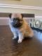 Pomeranian Puppies for sale in 7308 E Independence Blvd, Charlotte, NC 28227, USA. price: $1,500