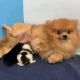 Pomeranian Puppies for sale in Calgary, AB, Canada. price: NA