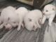 Pomeranian Puppies for sale in Naubasta Bamba, Naubasta, Kanpur, Uttar Pradesh 208021, India. price: 5000 INR