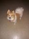 Pomeranian Puppies for sale in Long Island City, Queens, NY, USA. price: $2,000