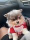 Pomeranian Puppies for sale in St. Louis, MO, USA. price: $1,200