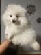 Pomeranian Puppies for sale in Augusta, GA, USA. price: $2,000