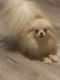 Pomeranian Puppies for sale in Allegheny County, PA, USA. price: $1,000