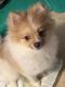 Pomeranian Puppies for sale in Suwanee, GA 30024, USA. price: $500