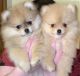 Pomeranian Puppies for sale in Atwater, CA 95301, USA. price: NA