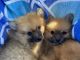 Pomeranian Puppies for sale in Demorest, GA 30535, USA. price: NA
