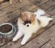 Pomeranian Puppies for sale in Amesbury, MA, USA. price: NA