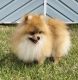 Pomeranian Puppies for sale in Wilmington, NC, USA. price: NA