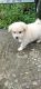 Pomeranian Puppies for sale in Chullimanoor Junction, Chullimanoor, Kerala 695541. price: 5000 INR