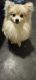 Pomeranian Puppies for sale in Mesa, AZ 85207, USA. price: NA