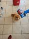 Pomeranian Puppies for sale in Mooresville, NC 28117, USA. price: $1,500