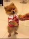 Pomeranian Puppies for sale in McLean, VA, USA. price: $1,600