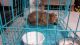Pomeranian Puppies for sale in Laxmi Nagar, New Delhi, Delhi, India. price: 30000 INR