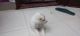 Pomeranian Puppies for sale in B2 Block, Aya Nagar Ext, Adarsh Enclave, Aya Nagar Extension, Aya Nagar, New Delhi, Delhi 110047, India. price: 8000 INR