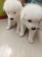 Pomeranian Puppies for sale in Lucknow, Uttar Pradesh. price: NA