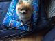 Pomeranian Puppies for sale in Randallstown, MD, USA. price: NA