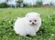 Pomeranian Puppies for sale in Adamsville, RI 02801, USA. price: $650