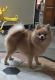 Pomeranian Puppies for sale in Hyderabad, Telangana, India. price: 30000 INR