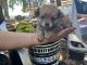 Pomeranian Puppies for sale in Coarsegold, CA 93614, USA. price: $400