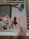Pomeranian Puppies for sale in Oklahoma City, OK, USA. price: $55,000