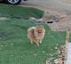 Pomeranian Puppies for sale in Fallbrook, CA 92028, USA. price: $450