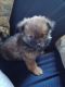 Pomeranian Puppies for sale in Silverwood, MI 48760, USA. price: NA