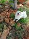 Pomeranian Puppies for sale in Anantapur, Andhra Pradesh, India. price: 5000 INR