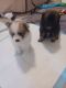 Pomeranian Puppies for sale in Wittmann, AZ 85361, USA. price: NA