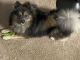 Pomeranian Puppies for sale in Avon, IN, USA. price: NA