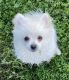 Pomeranian Puppies for sale in West Bend, WI 53090, USA. price: NA