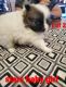 Pomeranian Puppies for sale in Odessa, TX, USA. price: NA