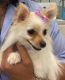 Pomeranian Puppies for sale in Staten Island, NY, USA. price: NA