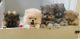 Pomeranian Puppies for sale in Brick Township, NJ, USA. price: $2,700