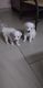 Pomeranian Puppies for sale in Duhai, Ghaziabad, Uttar Pradesh, India. price: 5000 INR