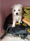 Pomeranian Puppies for sale in Hyderabad, Telangana, India. price: 7000 INR
