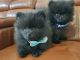 Pomeranian Puppies for sale in Chenango Forks, NY 13746, USA. price: NA
