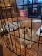 Pomeranian Puppies for sale in Fresh Meadows, Queens, NY, USA. price: $3,000