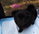 Pomeranian Puppies for sale in Puyallup, WA, USA. price: $800
