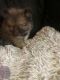 Pomeranian Puppies for sale in Sacramento, CA 95815, USA. price: NA