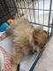 Pomeranian Puppies for sale in Shelton, CT 06484, USA. price: $1,500