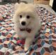 Pomeranian Puppies for sale in Fort Worth, TX, USA. price: $1,200