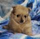 Pomeranian Puppies for sale in Weatherford, TX, USA. price: NA