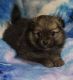 Pomeranian Puppies for sale in Weatherford, TX, USA. price: NA
