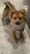 Pomeranian Puppies for sale in Pinellas Park, FL 33781, USA. price: NA