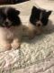 Pomeranian Puppies for sale in Pisgah, AL 35765, USA. price: NA